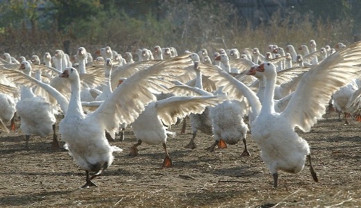 Hajd-Bihar megyben is azonostottk a madrinfluenzt