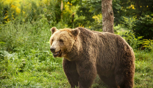 Medveveszly Heves megyben: kijrsi tilalmat rendeltek el, jra felbukkant 