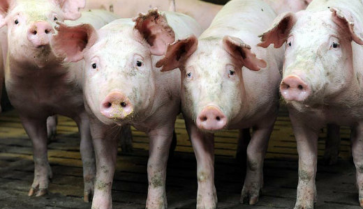 140 ezer sert�st semmis�tenek meg Rom�ni�ban