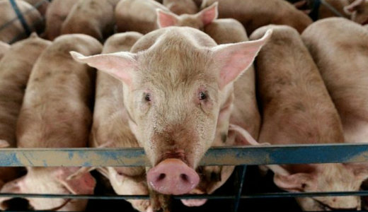 A Duna viz�vel fert�z�dtek meg: katasztr�fa lehet a j�rv�nyb�l