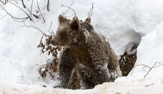 Medve t�madt egy magyar vad�szra Sz�kelyf�ld�n