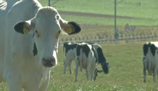 Magyarorsz�gra is jutott a beteg marh�k h�s�b�l