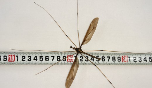 A tavasz �rkez�s�vel ellept�k az orsz�got a vesz�lyes sz�nyogok