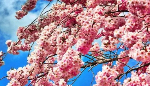 �prilis els� napjaiban is v�rhat� fagy 