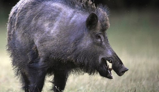 M�r Hajd�-Bihar megy�be is el�rt a sert�spestis