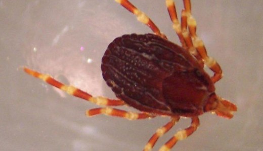 V�rz�ses l�zat terjeszt� afrikai kullancsot tal�ltak a Margitszigeten 