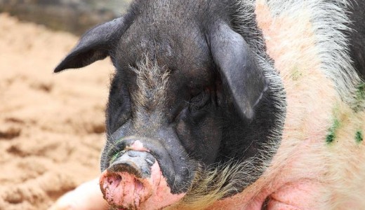 Hivatalos: eg�sz Bud�t sert�spestissel fert�z�ttnek nyilv�n�tott�k 