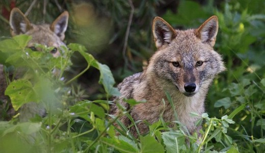 El sem hiszi, milyen vad�llatok okoznak riadalmat a budai h�zak kertjeiben